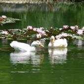 Isfahan Flower Garden