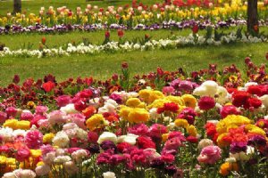 Isfahan Flower Garden