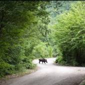 Golestan National Park