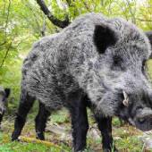 Golestan National Park