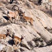 Golestan National Park