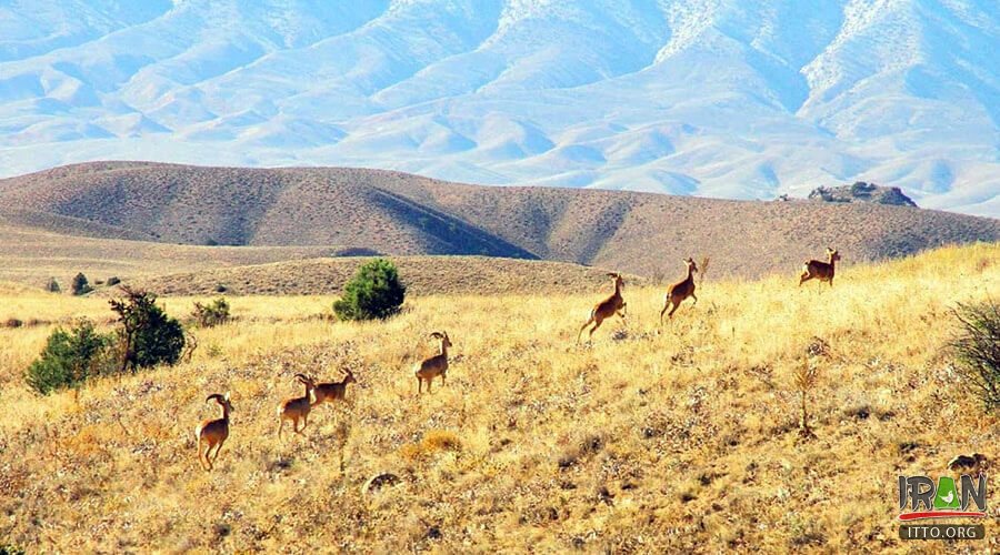 Golestan Jungle,پارک ملی گلستان,جنگل گلستان,حیات وحش گلستان,استان گلستان,golestan province,golestan nature,golestan wildlife,persian leopard,پلنگ ایرانی