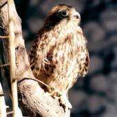 Golestan National Park