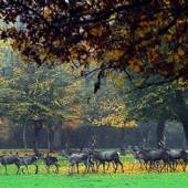Golestan National Park