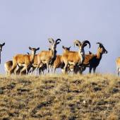 Golestan National Park