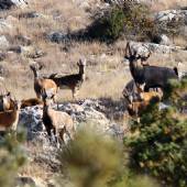 Golestan National Park