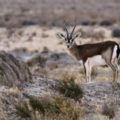 Golestan National Park