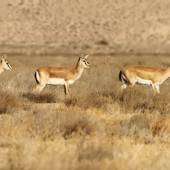Golestan National Park