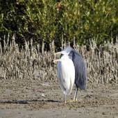Hara Forest Protected Area - Qeshm Island