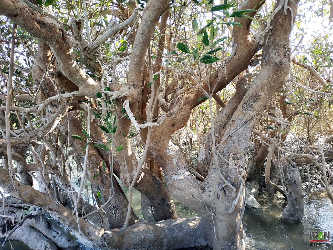 ,جنگلهای حرا قشم,grey mangrove,white mangrove,جزیره قشم,khalijfars,khalije fars,خلیج فارس,persiangulf,persian gulf,arabian gulf,hormozgan,hormuzgan,iran south,south of iran