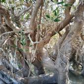 Hara Forest Protected Area in Qeshm Island