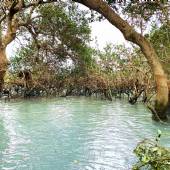 Hara Forest Protected Area in Qeshm Island