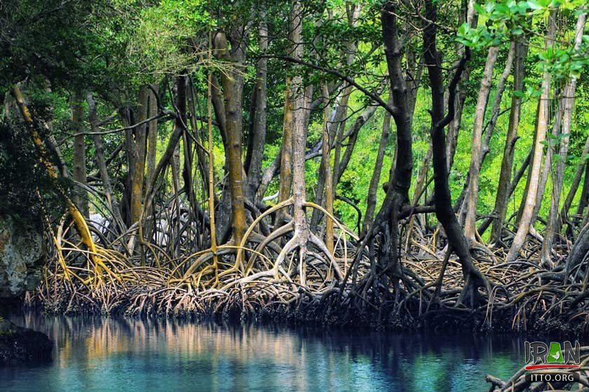 ,جنگلهای حرا قشم,grey mangrove,white mangrove,جزیره قشم,khalijfars,khalije fars,خلیج فارس,persiangulf,persian gulf,arabian gulf,hormozgan,hormuzgan,iran south,south of iran
