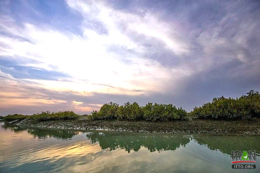 ,جنگلهای حرا قشم,grey mangrove,white mangrove,جزیره قشم,khalijfars,khalije fars,خلیج فارس,persiangulf,persian gulf,arabian gulf,hormozgan,hormuzgan,iran south,south of iran