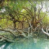 Hara Forest Protected Area in Qeshm Island