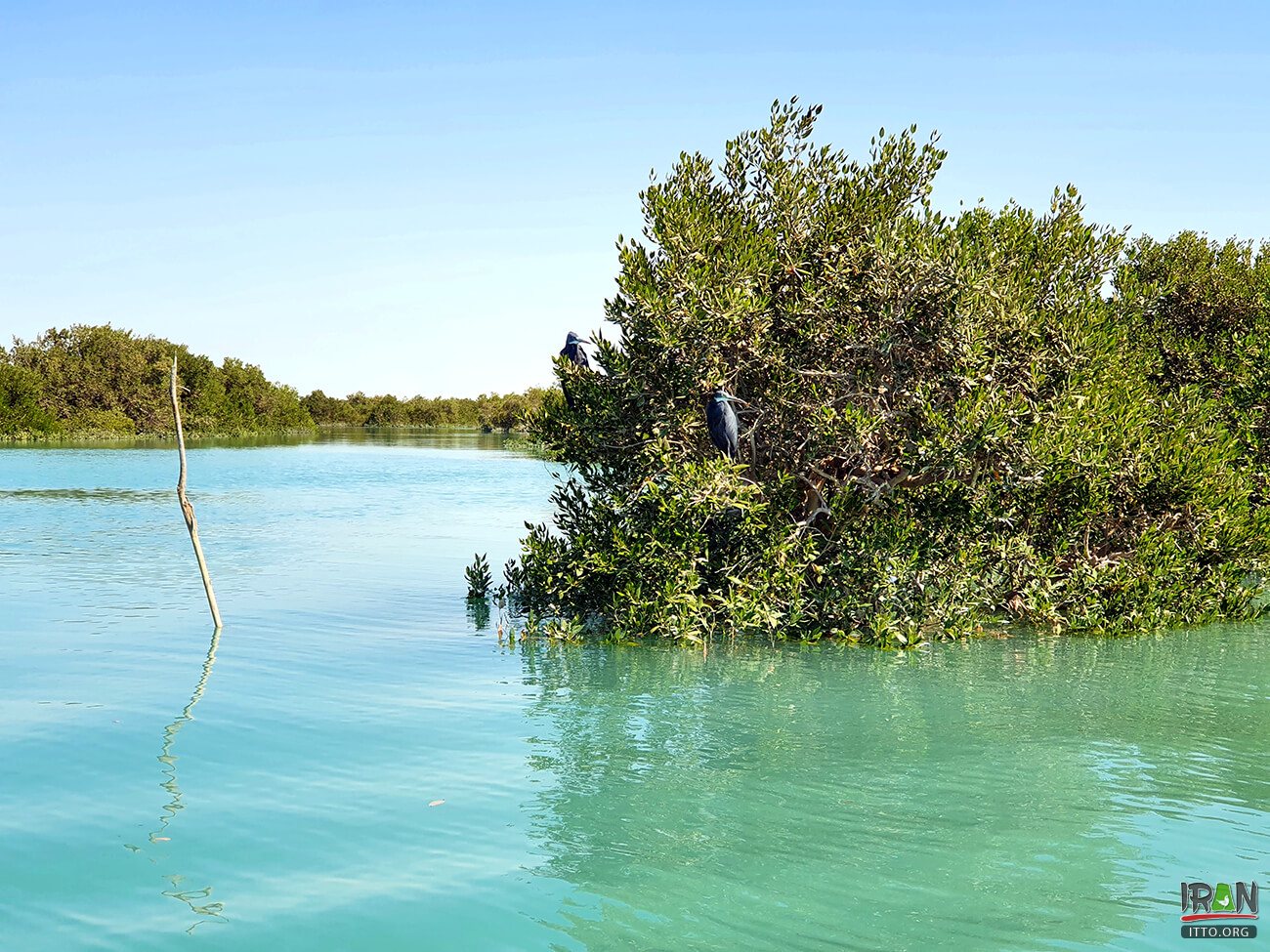,جنگلهای حرا قشم,grey mangrove,white mangrove,جزیره قشم,khalijfars,khalije fars,خلیج فارس,persiangulf,persian gulf,arabian gulf,hormozgan,hormuzgan,iran south,south of iran