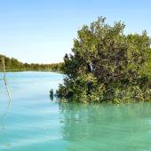 Hara Forest Protected Area in Qeshm Island