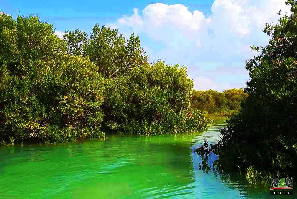 قشمhara forest,جنگلهای حرا قشم