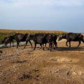 Hawizeh Marshes (Hurolazim)