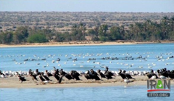 Helleh Wetland,Helleh Protected Area,مرداب حله,مرداب هله,منطقه حفاظت شده هله,منطقه حفاظت شده حله,فلامینگووflamenco,hele wetland,helle wetland,boushehr province,استان بوشهر,bushehr province,borazjan nature,طبیعت برازجان,bushehr protected area,boushehr protected zone,persian gulf protected zone,منطقه حفاظت شده خلیج فارس,منطقه حفاظت شده برازجان,Shapour river,رودشاپور,رودخانه شاپور,رودخانه دالکی,رود دلکی,dalaki river,dalaky river,Helleh River,رود حله
