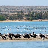 Heleh Protected Area near Bushehr