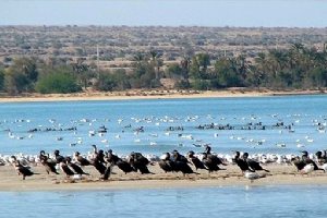 Heleh Protected Area near Bushehr