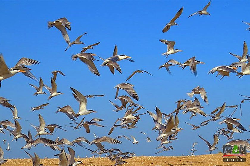 Helleh Wetland,Helleh Protected Area,مرداب حله,مرداب هله,منطقه حفاظت شده هله,منطقه حفاظت شده حله,فلامینگووflamenco,hele wetland,helle wetland,boushehr province,استان بوشهر,bushehr province,borazjan nature,طبیعت برازجان,bushehr protected area,boushehr protected zone,persian gulf protected zone,منطقه حفاظت شده خلیج فارس,منطقه حفاظت شده برازجان,Shapour river,رودشاپور,رودخانه شاپور,رودخانه دالکی,رود دلکی,dalaki river,dalaky river,Helleh River,رود حله