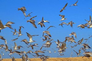 Heleh Protected Area near Bushehr