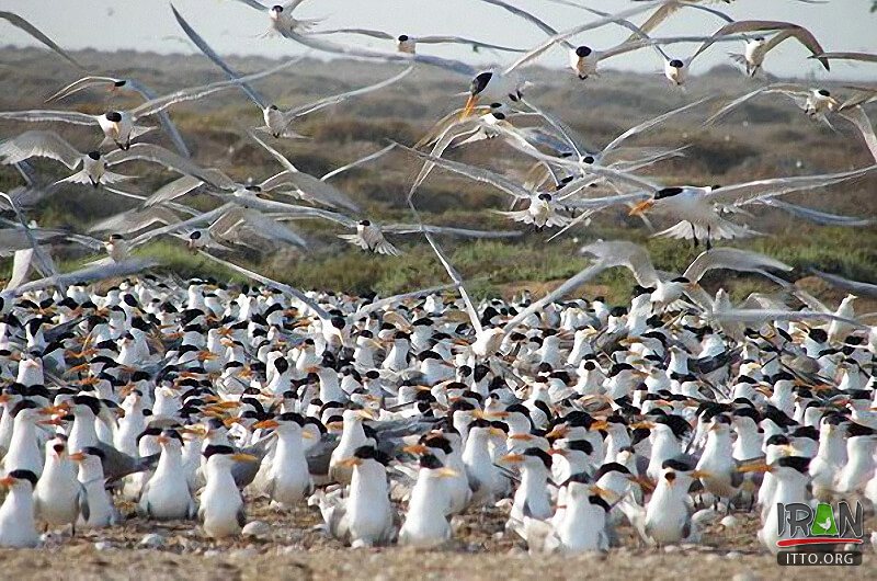 Helleh Wetland,Helleh Protected Area,مرداب حله,مرداب هله,منطقه حفاظت شده هله,منطقه حفاظت شده حله,فلامینگووflamenco,hele wetland,helle wetland,boushehr province,استان بوشهر,bushehr province,borazjan nature,طبیعت برازجان,bushehr protected area,boushehr protected zone,persian gulf protected zone,منطقه حفاظت شده خلیج فارس,منطقه حفاظت شده برازجان,Shapour river,رودشاپور,رودخانه شاپور,رودخانه دالکی,رود دلکی,dalaki river,dalaky river,Helleh River,رود حله