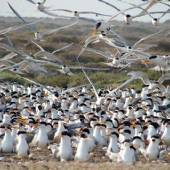 Heleh Protected Area near Bushehr