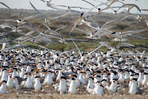 Heleh Protected Area near Bushehr