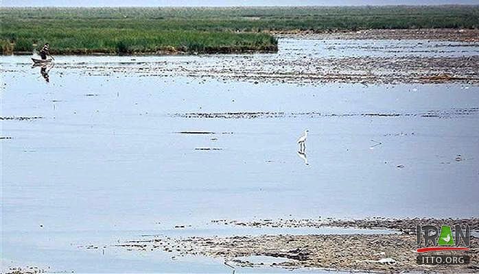 Helleh Wetland,Helleh Protected Area,مرداب حله,مرداب هله,منطقه حفاظت شده هله,منطقه حفاظت شده حله,فلامینگووflamenco,hele wetland,helle wetland,boushehr province,استان بوشهر,bushehr province,borazjan nature,طبیعت برازجان,bushehr protected area,boushehr protected zone,persian gulf protected zone,منطقه حفاظت شده خلیج فارس,منطقه حفاظت شده برازجان,Shapour river,رودشاپور,رودخانه شاپور,رودخانه دالکی,رود دلکی,dalaki river,dalaky river,Helleh River,رود حله