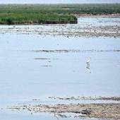 Heleh Protected Area near Bushehr