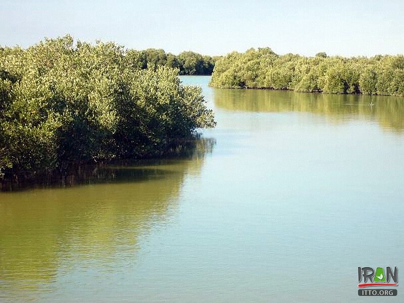 Helleh Wetland,Helleh Protected Area,مرداب حله,مرداب هله,منطقه حفاظت شده هله,منطقه حفاظت شده حله,فلامینگووflamenco,hele wetland,helle wetland,boushehr province,استان بوشهر,bushehr province,borazjan nature,طبیعت برازجان,bushehr protected area,boushehr protected zone,persian gulf protected zone,منطقه حفاظت شده خلیج فارس,منطقه حفاظت شده برازجان,Shapour river,رودشاپور,رودخانه شاپور,رودخانه دالکی,رود دلکی,dalaki river,dalaky river,Helleh River,رود حله