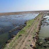 Heleh Protected Area near Bushehr
