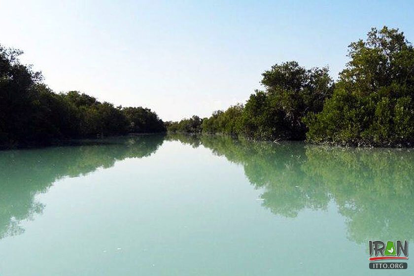 Helleh Wetland,Helleh Protected Area,مرداب حله,مرداب هله,منطقه حفاظت شده هله,منطقه حفاظت شده حله,فلامینگووflamenco,hele wetland,helle wetland,boushehr province,استان بوشهر,bushehr province,borazjan nature,طبیعت برازجان,bushehr protected area,boushehr protected zone,persian gulf protected zone,منطقه حفاظت شده خلیج فارس,منطقه حفاظت شده برازجان,Shapour river,رودشاپور,رودخانه شاپور,رودخانه دالکی,رود دلکی,dalaki river,dalaky river,Helleh River,رود حله