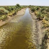 Hoorolazim Wetlands near Soosangerd (Khuzestan Province)