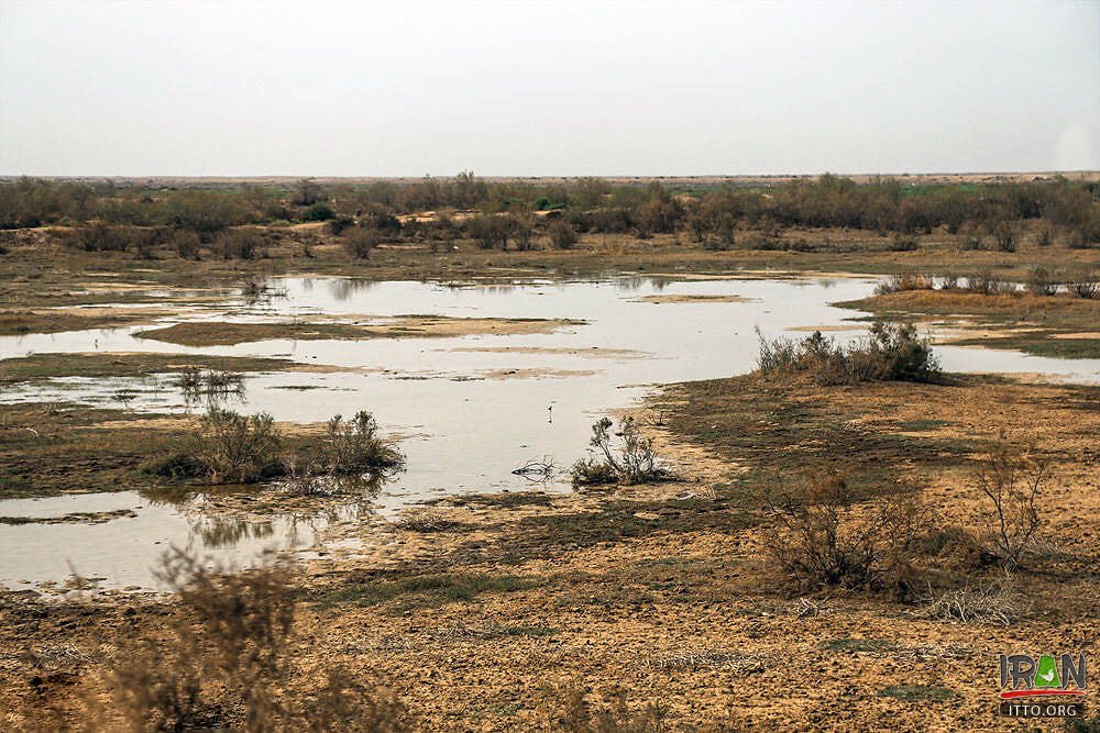 Hoor-ol-Azim Wetland,Hawizeh Marshes,Hoor-ol Hoveyzeh,Hoorolazim Protected Area,hurolazim wetland,تالاب هور العظیم,سوسنگرد,khuzestan,karkheh,hoveizeh,huweizeh,susanger,هویزه,خوزستان,کرخه,hur ol azim,hourolazim,horolazim,hor alazim wetland,Karkheh River,رودکرخه,رودخانه کرخه,هور بزرگ الهویزه,هور الهويزه