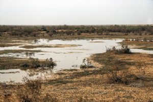 Hoorolazim pond near Ahwaz (Khuzestan Province)