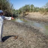 Hoorolazim Wetlands - Hoveyzeh (Khuzestan Province)