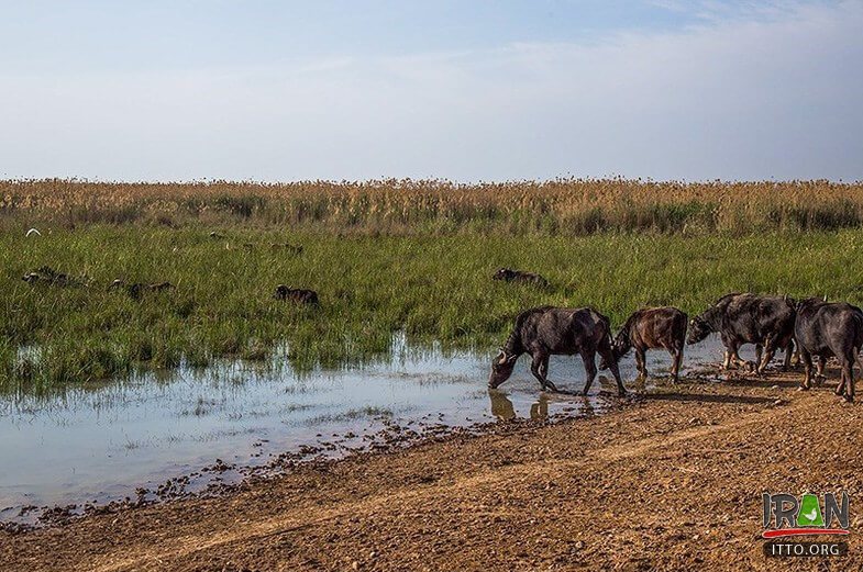 Hoor-ol-Azim Wetland,Hawizeh Marshes,Hoor-ol Hoveyzeh,Hoorolazim Protected Area,hurolazim wetland,تالاب هور العظیم,سوسنگرد,khuzestan,karkheh,hoveizeh,huweizeh,susanger,هویزه,خوزستان,کرخه,hur ol azim,hourolazim,horolazim,hor alazim wetland,Karkheh River,رودکرخه,رودخانه کرخه,هور بزرگ الهویزه,هور الهويزه