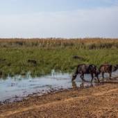 Hoorolazim Wetlands - Hoveyzeh (Khuzestan Province)