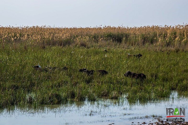 Hoor-ol-Azim Wetland,Hawizeh Marshes,Hoor-ol Hoveyzeh,Hoorolazim Protected Area,hurolazim wetland,تالاب هور العظیم,سوسنگرد,khuzestan,karkheh,hoveizeh,huweizeh,susanger,هویزه,خوزستان,کرخه,hur ol azim,hourolazim,horolazim,hor alazim wetland,Karkheh River,رودکرخه,رودخانه کرخه,هور بزرگ الهویزه,هور الهويزه