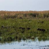 Hoorolazim Wetlands - Hoveyzeh (Khuzestan Province)