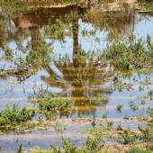 Hoorolazim Wetlands - Hoveyzeh (Khuzestan Province)