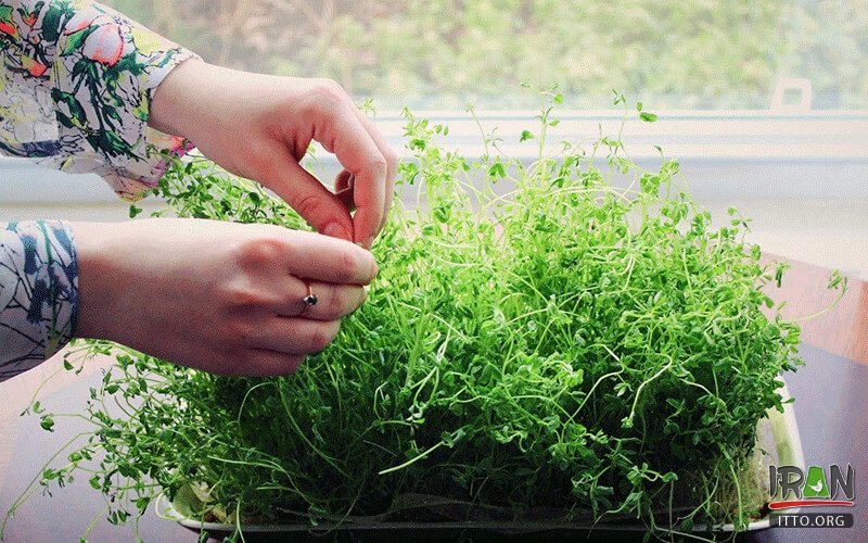 Nature’s Day,Sizdah-be-dar,Nowruz,Persian New Year,13bedar,sidzabedar,sizdabehdar,sizdah bedar,sizda be-dar,13be dar,sizdabdar,sizdabedar,sizdah-be-dar,13 be dar,13 be-dar,13bdar,sizdahbeh dar,sizdah beh dar,سیزده به در,سیزده بدر,Nature Day,naturesday,day of nature,روزطبیعت,روز طبیعت,سیزده نوروز,sizdah norooz,norwz,13norooz,13noroz,13nowruz,13 noroz,13 nowruz,13 norooz