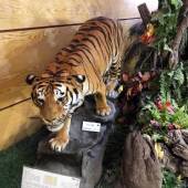 Iran Wildlife and Nature Museum - Dar Abad (Tehran)