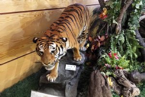 Iran Wildlife and Nature Museum - Dar Abad (Tehran)