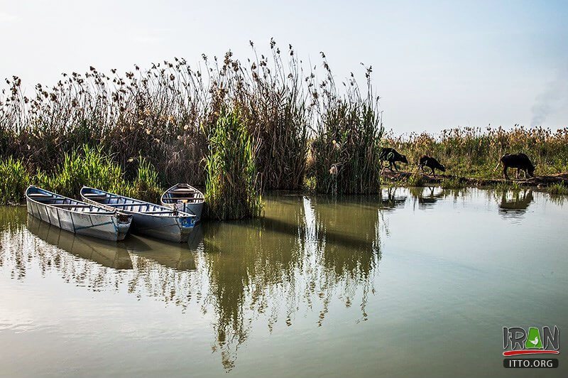 Hoor-ol-Azim Wetland,Hawizeh Marshes,Hoor-ol Hoveyzeh,Hoorolazim Protected Area,hurolazim wetland,تالاب هور العظیم,سوسنگرد,khuzestan,karkheh,hoveizeh,huweizeh,susanger,هویزه,خوزستان,کرخه,hur ol azim,hourolazim,horolazim,hor alazim wetland,Karkheh River,رودکرخه,رودخانه کرخه,هور بزرگ الهویزه,هور الهويزه