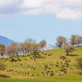 Zaras Village - Khuzestan Province
